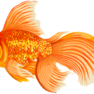 Goldfish PNG