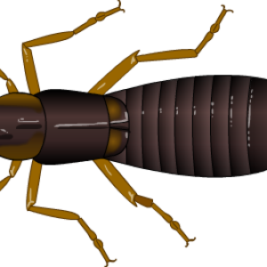 Earwig PNG