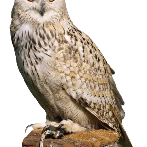 Owl PNG