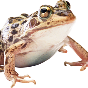frog PNG image