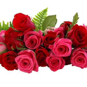 Rose PNG
