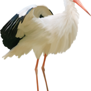 Pelican PNG