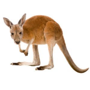 Kangaroo PNG