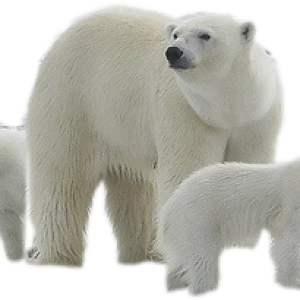 Polar white bear PNG