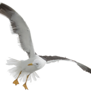 Gull PNG