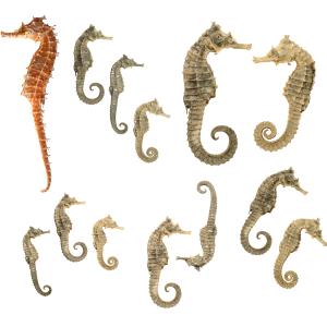 Seahorse PNG
