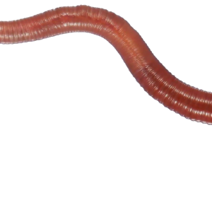 earthworm worm PNG
