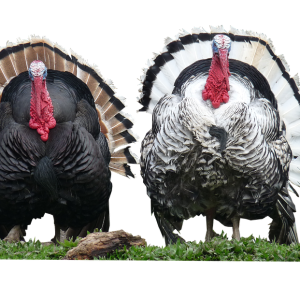 Turkey bird PNG