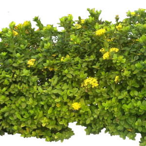 Bush PNG image