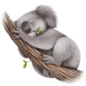 Koala PNG