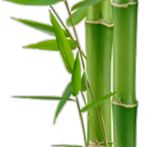 Bamboo PNG