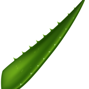 Aloe vera PNG