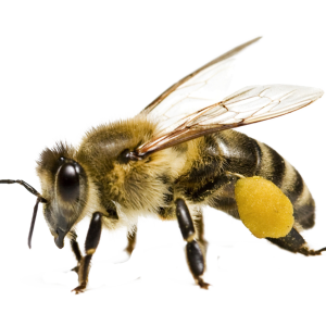 Bee PNG