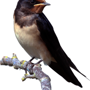 Swallow PNG