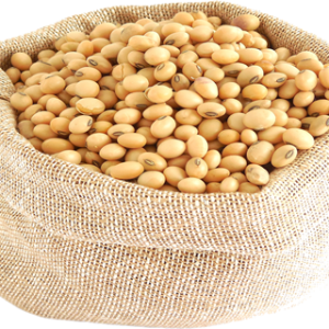 Soybean PNG