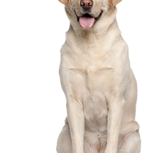 Labrador Retriever PNG