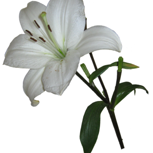 Lilium PNG
