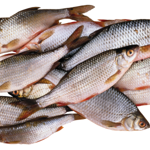 Fish PNG