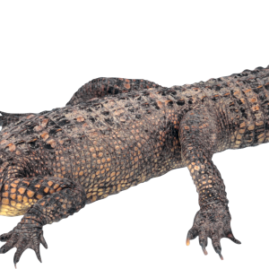 Crocodile, gator PNG