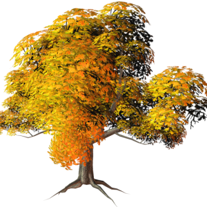 tree PNG