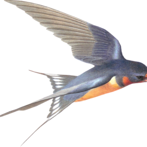 Swallow PNG