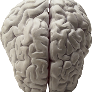 Brain PNG