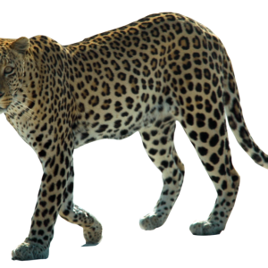 Leopard PNG