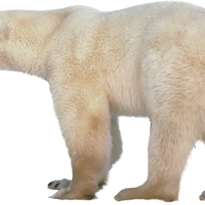 Polar white bear PNG