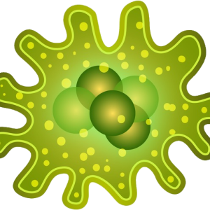 Bacteria PNG