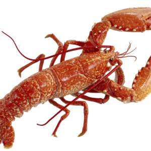 Lobster PNG
