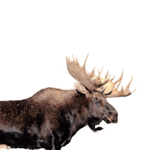 Moose, elk PNG
