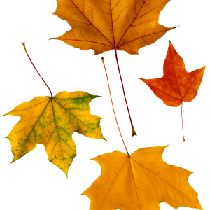 autumn PNG leaf