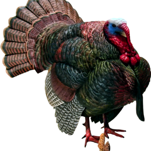 Turkey bird PNG
