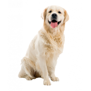 Dog PNG