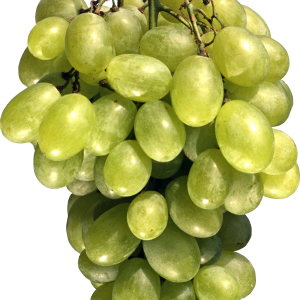 Green grape PNG image