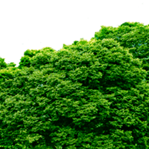 Forest PNG