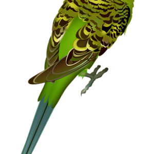 Parrot PNG image