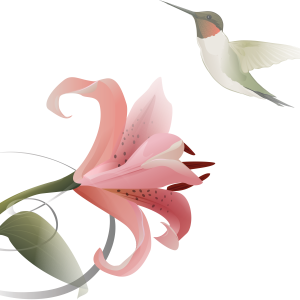 Lilium PNG