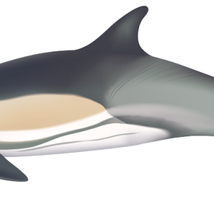 Dolphin PNG