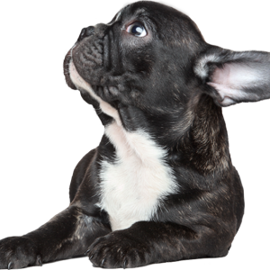 Bulldog PNG