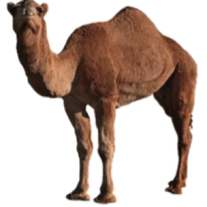 Camel PNG