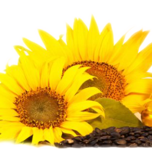 Sunflower oil PNG