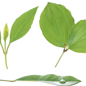 Green leaf PNG