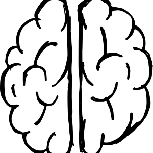 Brain PNG