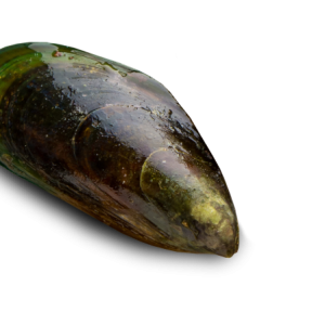 Mussel PNG