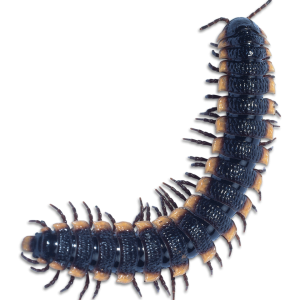 black centipede PNG