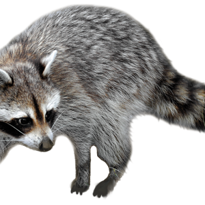 Raccoon PNG