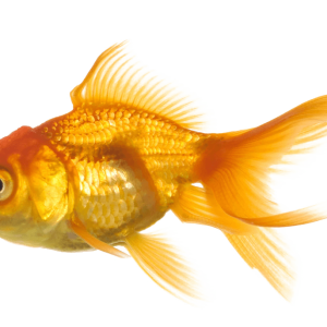 Goldfish PNG