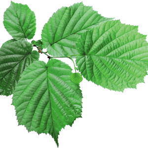 Green leaf PNG