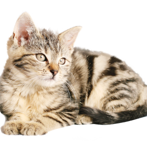 Cat PNG
